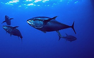 Tuna Fishing Long Island Guide (Full-Day Offshore Charter)