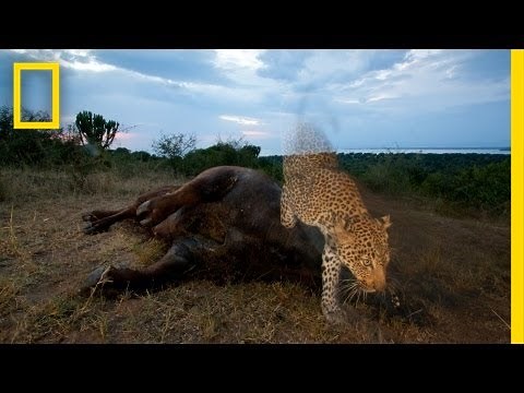 Joel Sartore: Capturing Endangered Species | Nat Geo Live