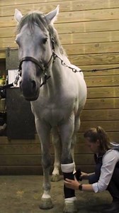 1.6K views · 16 reactions | Since we can't wrap our horses in bubble wrap, it's important to understand how to triage basic wounds, and know when an injury may require immediate veterinary attention. Check out these tips to know what to do the next time your horse comes in with a cut. ⬇️ | Boehringer Ingelheim Equine Health | Facebook