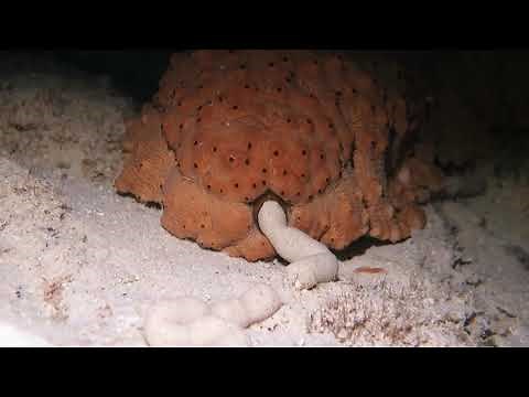 Sea Cucumber Defecating