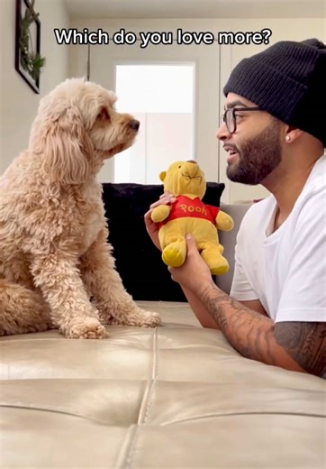 Cockapoo Love: Adorable Moments with Cute Dogs