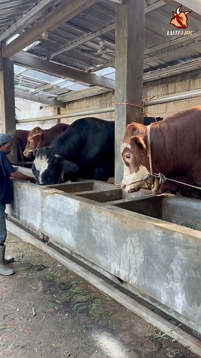 27K views · 347 reactions | Sapi-sapi jumbo duta farm 61 #sapi #sapijumbo | Lutfi ak Yt | Facebook