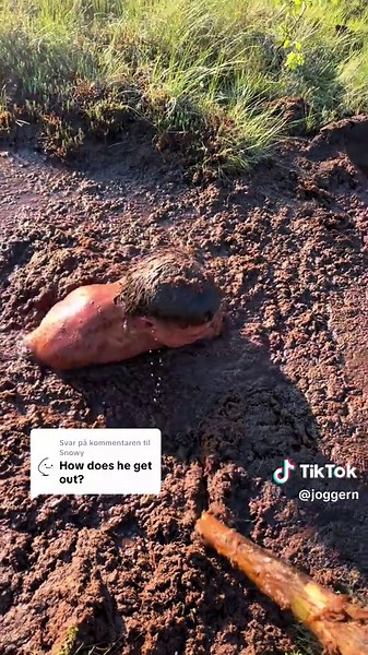 Exploring Life in the Swamp: Unique Encounters