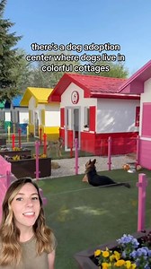 8.3M views · 7.1K reactions | At the Dog Village, adoptable dogs live...