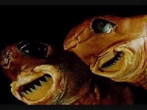 Cookie Cutter Shark