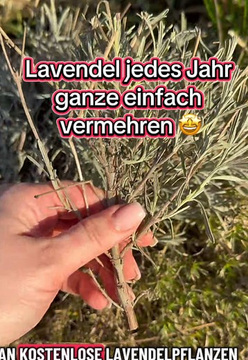 Lavendel wird jetzt im Frühjahr normalerweise um etwa ein Drittel zurückgeschnitten. Stark verkahlte Pflanzen schneidet man typischerweise erst dann radikal bis ins alte Holz zurück, wenn dauerhaft keine Frostgefahr mehr besteht. Ich habe meinen Lavendel jetzt bereits stark zurückgeschnitten, weil eine längere milde Phase angekündigt ist. Entscheidend, dass die Nächte stabil über 0 °C bleiben. Frisch geschnittene Pflanzen und besonders junge Stecklinge reagieren empfindlich auf späten Frost. Um 