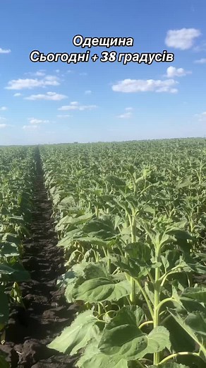 Elite-Select official на TikTok