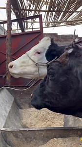 Restaurant Bar “La Esquina” /📍Santa Cruz De La Soledad #socos #chapala #pajarete #leche #rancho #guadalajara #zapopan #jalisco #mexico #food #foodporn #foodie #foodpornography #comida #cocina #trend #trending #video #viral #viralvideos #yummy #yummyfood #yumm #restaurant #restaurante #foodphotography #foodblogger | Socos Food