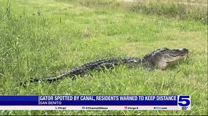Alligator spotted in San Benito, residents warned to stay away