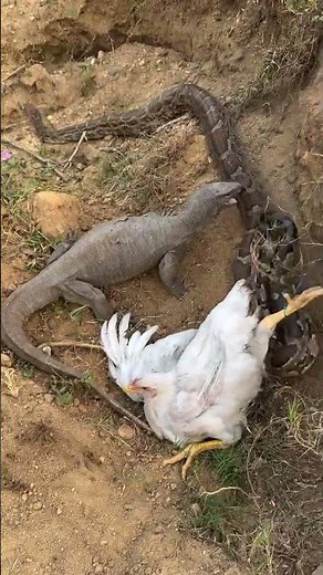 Murgi vs Lizard vs Indian Python Snake #highlightseveryone #animalrescue #wildliferescue #snake