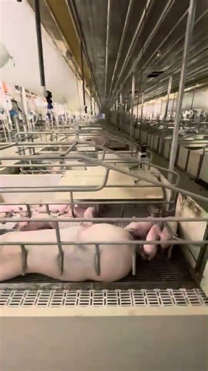 Take a full tour of our 1200-head sows experimental pig farm's farrowing house #pigfarming #agritech