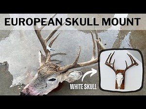 DIY EUROPEAN MOUNT for DEER | WHITE SKULL