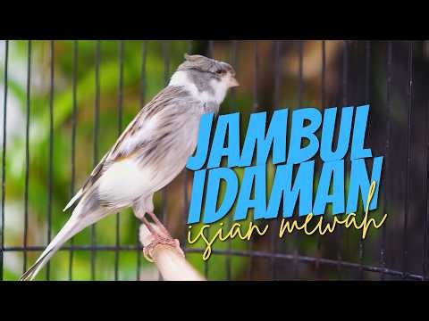 JAMBUL MEWAH CENGKOK JUARA! MASTERAN KENARI ISIAN BLACKTHROAT GACOR FAVORITE JURI