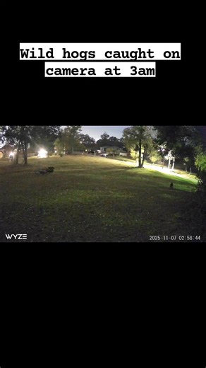 Wild hogs are dangerous and can run up to 30 mph. They also carry nasty diseases and parasites. They damaged crops, soil, and water sources. They also overpopulate quickly. 🐽 Did you know in Texas under the Senate Bill 317 any resident can k il l wild hogs under any circumstances on their private property with or without a hunting license. Although you may need a license for trapping and transporting them. We noticed there were patches of grass missing on the side of the yard. So we decided to 