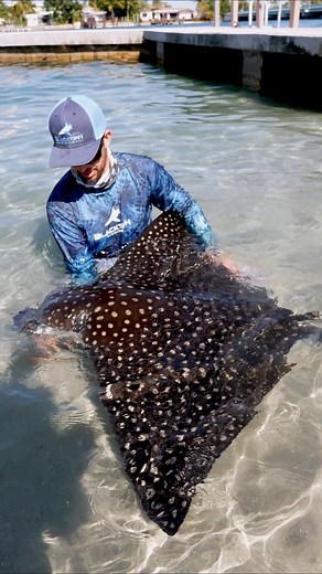 Giant Eagle Ray on the Beach 😲 #giant #eagle #ray #beach #fish | BlacktipH
