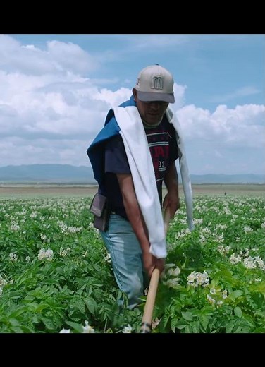 Orgullo en la cosecha. Entrevista a trabajador del campo de Papa Mexicana.