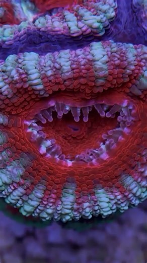 These corals are proof that the upside down exists: underwater. Stranger things have happened... | Great Barrier Reef Foundation