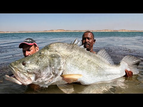 BIG MONSTER NILE PERCH 114 POUND IN THE LAKE NASSER EGYPT by YURI GRISENDI