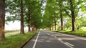 滋賀県マキノ　秋のメタセコイア並木　ドローン4K撮影