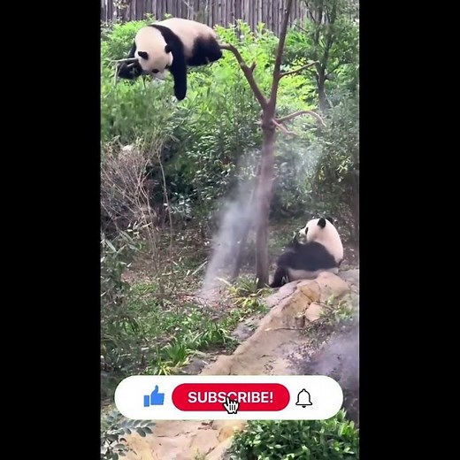 Funny Panda Fails 😂 | Cute Panda Moments Caught on Camera #shorts