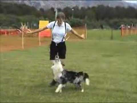 dog dancing trial - border collie