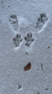 19K views · 395 reactions | Does anyone know what little animal this was creeping around on my treehouse terrace? My thoughts are, it was either looking for a snowmans nose 凌 or my 樂 store | Benjamin Ward | Facebook