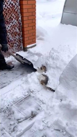 Cat in the snow #cat #cats #catslovers #fyp