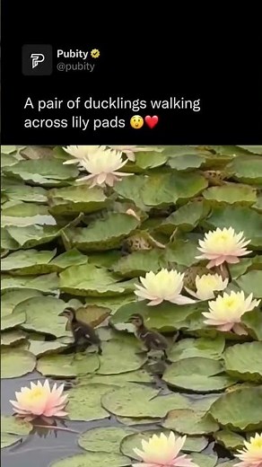 Walking ducklings #duckling