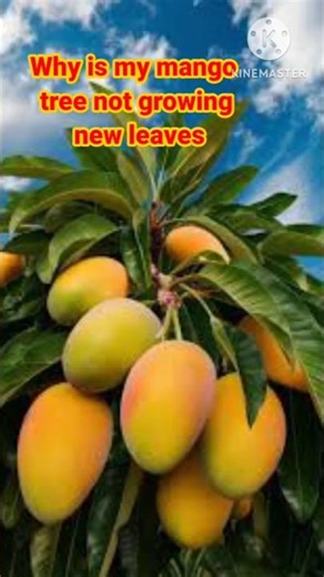 why is my mango tree not growing new leaves #ytshorts