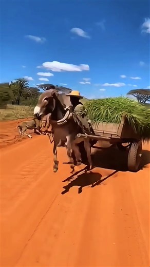 Warthog always Angery 😅 #wild #wildanimals #funnymoments