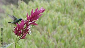 Green Violetear (Colibri thalassinus) feeding on a Brazilian Red Cloak (Megaskepasma erythrochlamys)