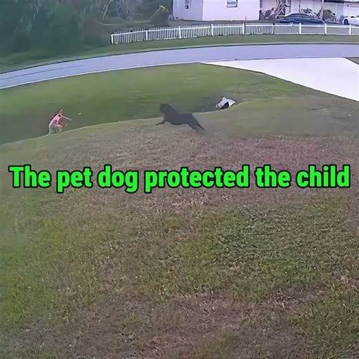Brave Dog Defends Child From Attack 🐕🛡️ #dogprotection #hero #shorts