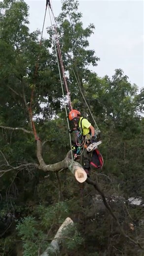 Hazardous oak tree removal with a knuckle boom crane #treework #trees #crane #shorts