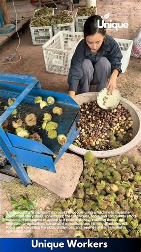 Separating seeds with a machine: people using a machine to separate seeds from spiky shells