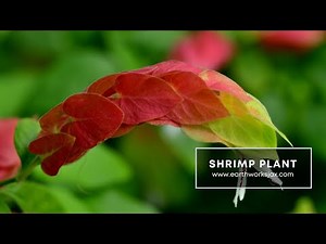 Shrimp Plant Growing in Jacksonville