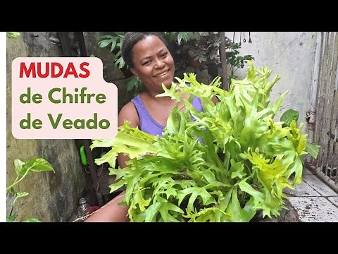 Como fazer Mudas de Chifre De Veado - Platycerium bifurcatum