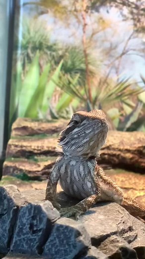 Meet Myrtle: Our Baby Bearded Dragon | Reptile Naming Tips