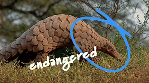 How Poaching Threatens the Endangered Pangolin | Britannica