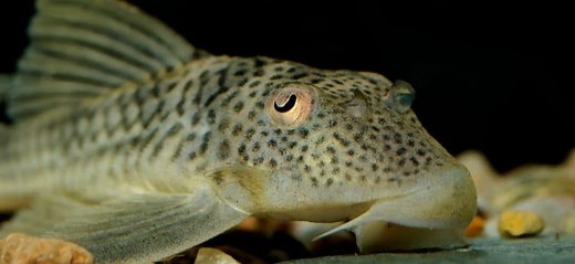 Rubber Lipped Plecos: Detailed Care and Species Guide