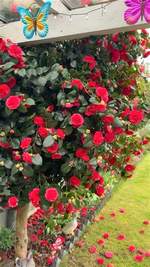 Camellia Plants Shopping Haul #gardening #shopping