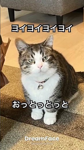 #デンセンマンの電線音頭 #伊東四朗 #小松政夫 #cat #猫のいる暮らし #歌 #歌詞有 #catvideos