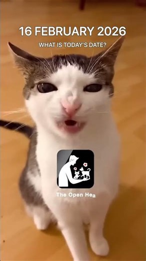 Try The Open Heart app, help stray animals and claim аirdrор!
