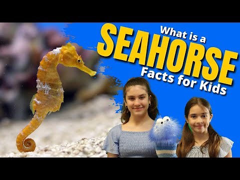 What Is A SEAHORSE? - Facts for Kids