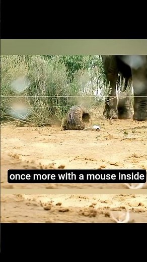 Elephants afraid of mice? Watch what really happens 😳🐘🐭”