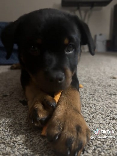 Rottweiler Puppy Love: Adorable Rottie Moments