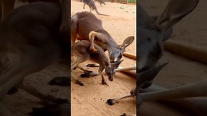 Marsupials cause mischief during playful moments