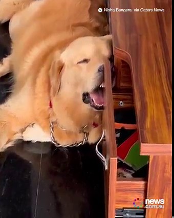 Talk about sleeping on the job! 😂 | News.com.au