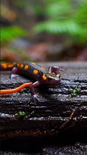 Witness the Incredible Zapotec Salamander in Its Natural Habitat 🦎