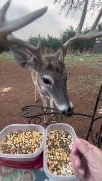 March 16, 2026 Gentle Ben