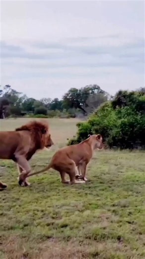 @thenaturewindow_ on Instagram: "Japón utiliza baldosas piezoeléctricas para convertir los pasos en energía eléctrica. Estas baldosas capturan la energía cinética de tus pisadas. Cuando caminas, tu peso y movimiento ejercen presión sobre las baldosas. Estas se doblan ligeramente, generando tensión mecánica. El material piezoeléctrico dentro de las baldosas convierte esa tensión en energía eléctrica.Cada paso produce una pequeña cantidad de carga, y millones de pasos combinados pueden generar suf